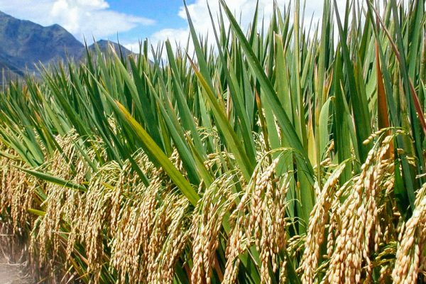 ABIA GOVERNMENT TARGETS OVER 8,000 HECTARES OF RICE FARMING TO FOOD SECURITY EFFORTS