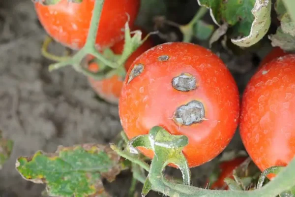 NIGERIA RECORDS N1.3 BILLION LOSS IN TOMATO FARMING DUE TO TOMATO EBOLA