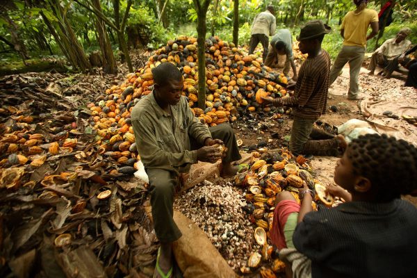 ONDO STATE KICKS OFF FARMERS’ REGISTRATION WITH COCOA FARMERS, PLANS TO SET UP TRACTOR UNITS IN THE SENATORIAL DISTRICTS