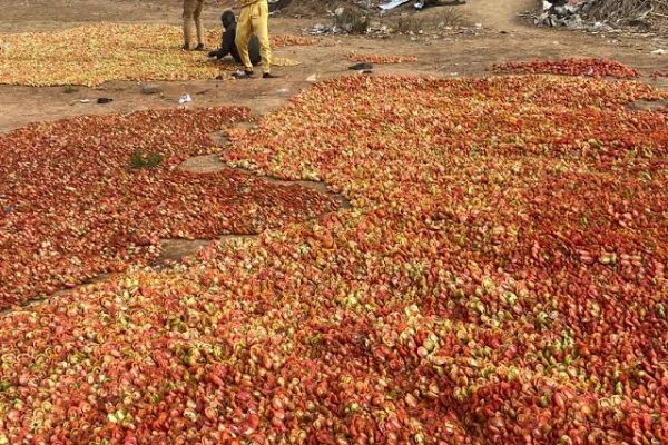 NEW FIRM IN KANO RAISES HOPE OF REDUCTION OF POST-HARVEST LOSSES AND DEARTH OF STORAGE FACILITIES IN THE AGRICULTURE SECTOR