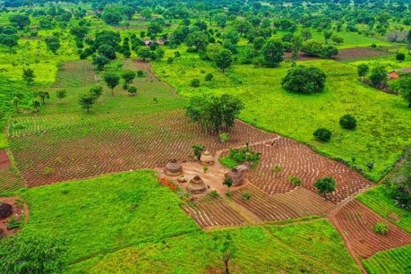 FARMERS, PRIVATE COMPANY AND ONDO STATE GOVERNMENT INVOLVED IN ALLEGED FORCEFUL LAND ACQUISITION