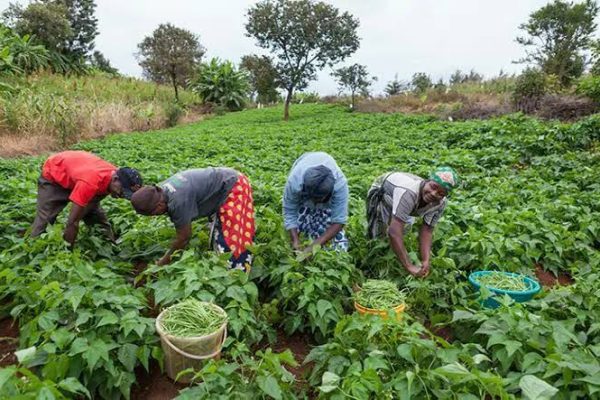 EXPORT PROMOTION COUNCIL EMPOWER 50 FARMERS IN AKWA IBOM