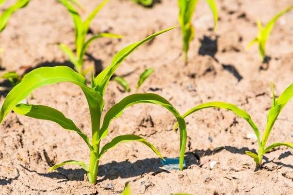 CROP RESEARCH INSTITUTE MAKES STRIDES IN IMPROVEMENT OF FOOD PRODUCTION AND NUTRITION
