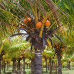 FIRM STARTS 202-HECTARES COCONUT PLANTATION TO BOOST LOCAL PRODUCTION AND ENHANCE GDP