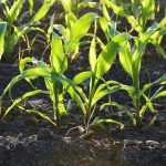 NIGERIAN GOVERNMENT TO INAUGURATE SOIL HEALTH SCHEME IN 774 LOCAL COUNCILS